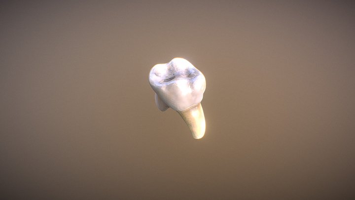 Tooth No Texture 3D Model