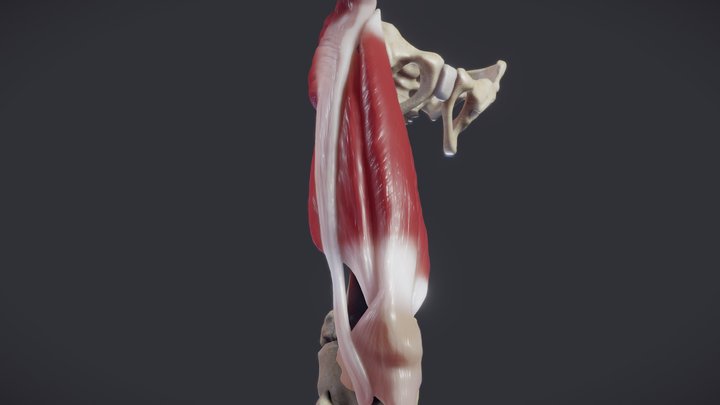Thigh extensors and hip gluteal muscles 3D Model