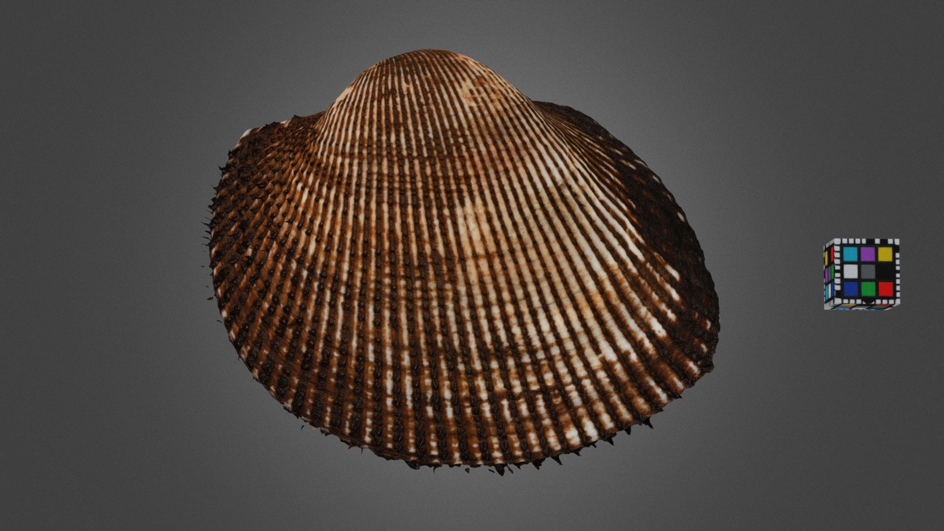 アカガイ Bloody Clam, Anadara broughtonii