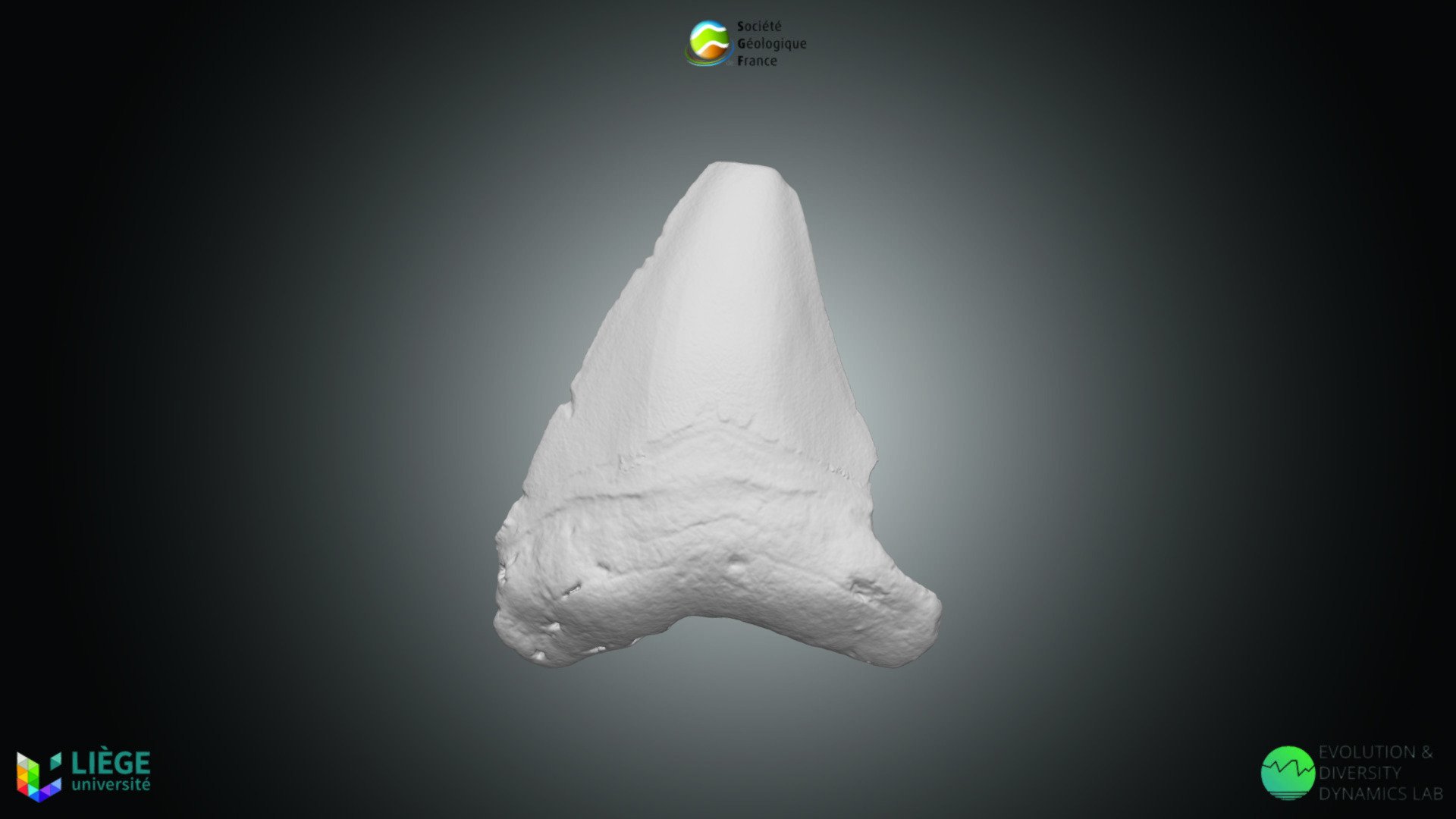 Poisson - Otodus megalodon