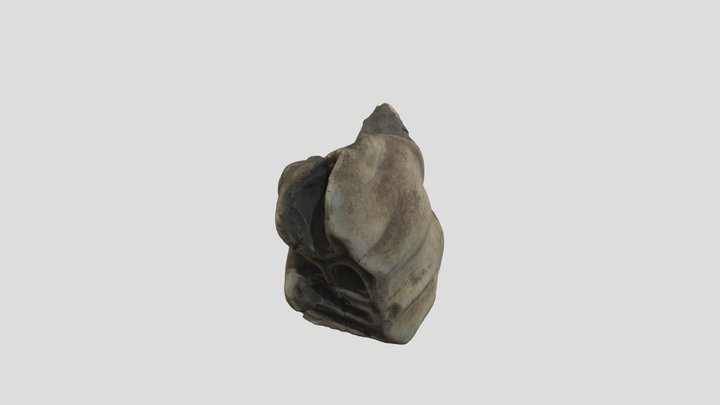 The tooth of a rhinoceros 3D Model