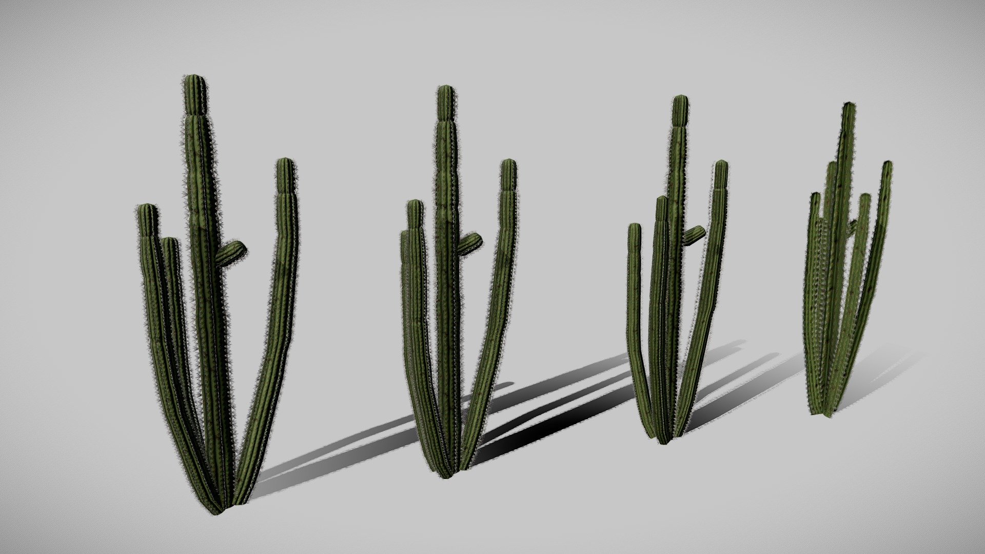 Cactus LODs sample