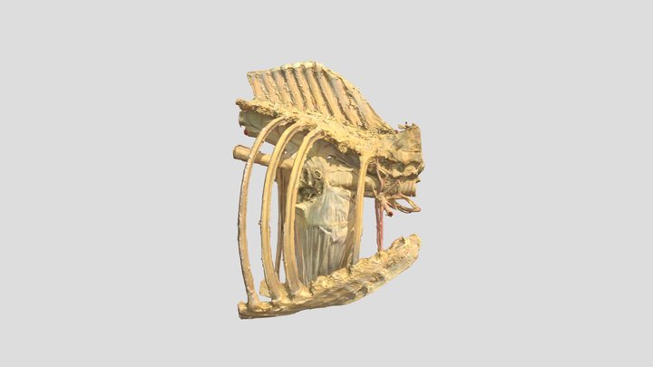 Horse Thorax 3D Model
