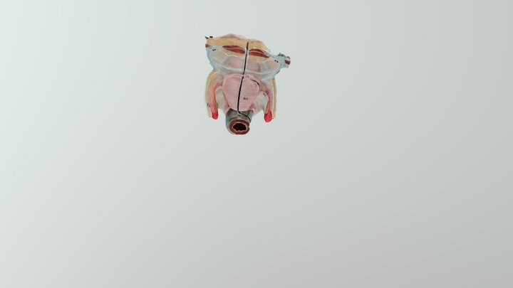 TEST 6th 3D Model