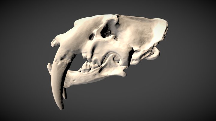 Smilodon fatalis 3D Model