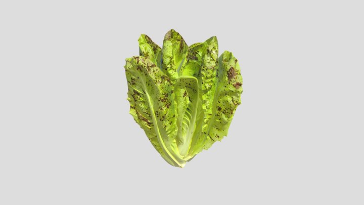 A romaine lettuce head 3D Model