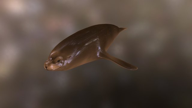 Stylized California Sea Lion (Med. Poly Version) 3D Model