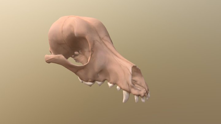 Dog Skull 3D Model