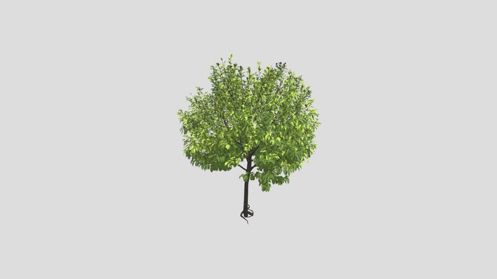Champaca 3D models - Sketchfab