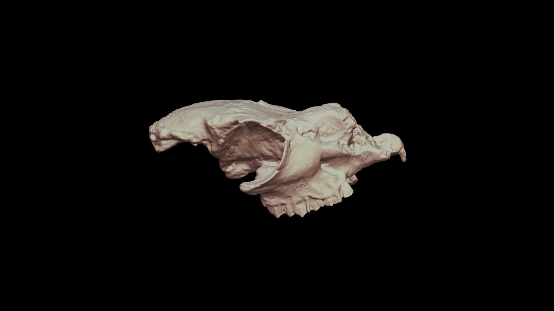 Auchenia lujanensis - 3D model by Museo de La Plata, Argentina ...