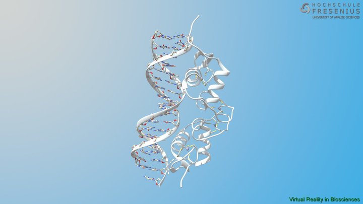 2C7A - Progesteron bound to DNA 3D Model