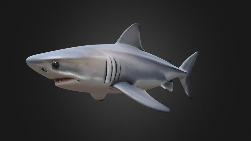 Simple Shark 3D Model Minimal Ocean Creature