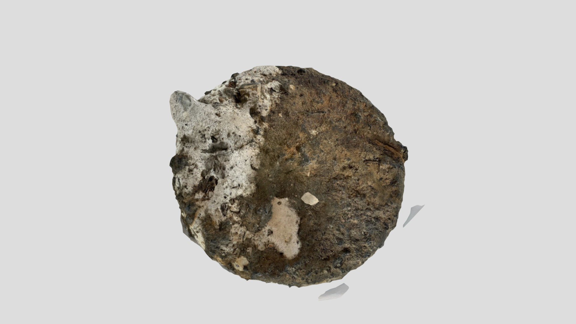 Piece Of Eight Biscuit: EOA: 2022.23.1