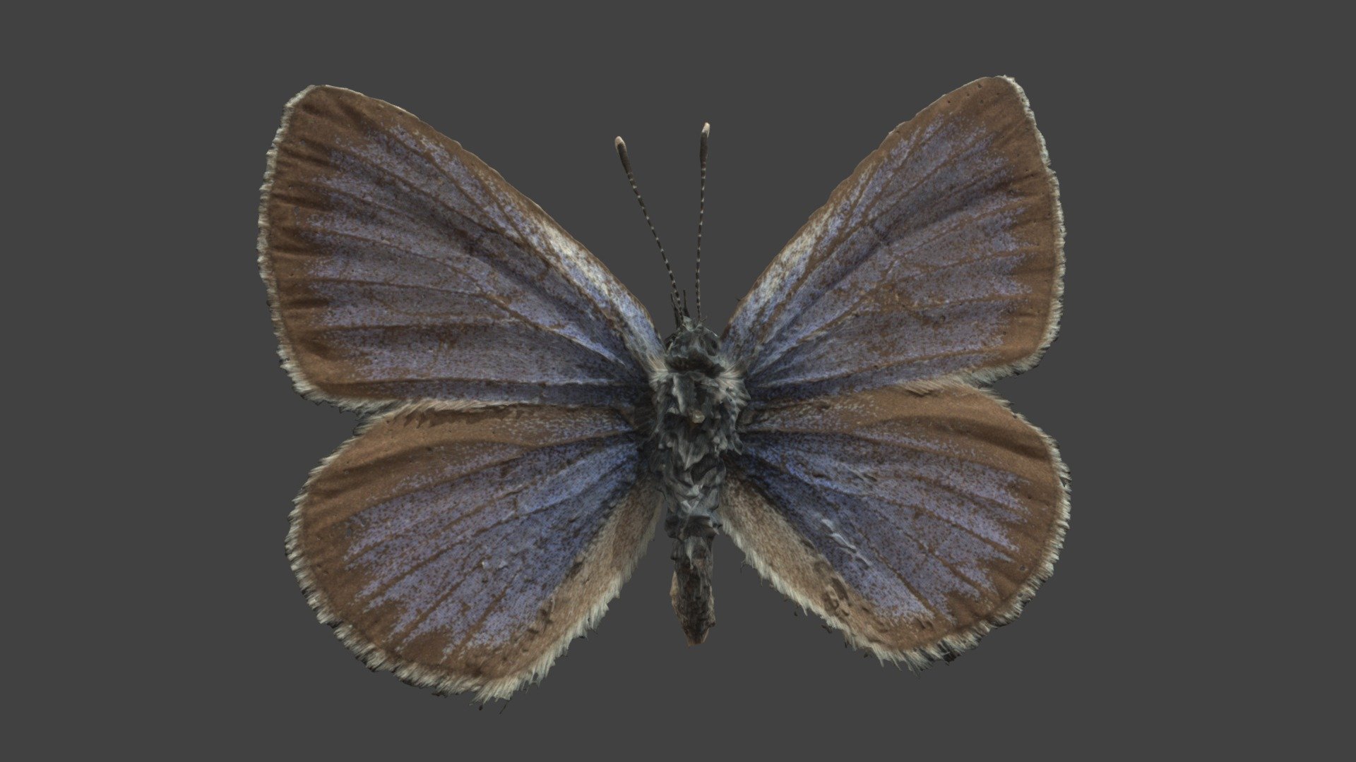 Glaucopyche Alexis — Sketchfab embed 3D viewer