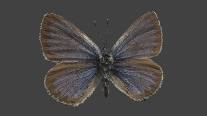 Glaucopyche Alexis