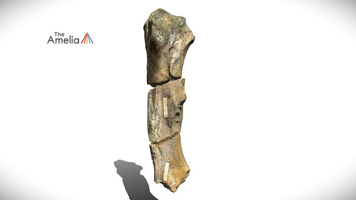 Iguanodon Left Femur 3D Model