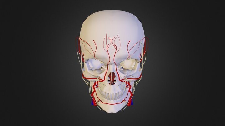 Craniofacial Anatomy Atlas 3D Model
