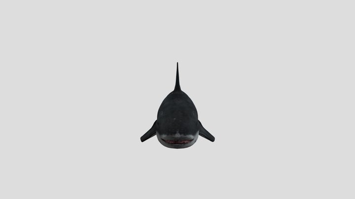 Megalodon Shark 2.0 3D Model