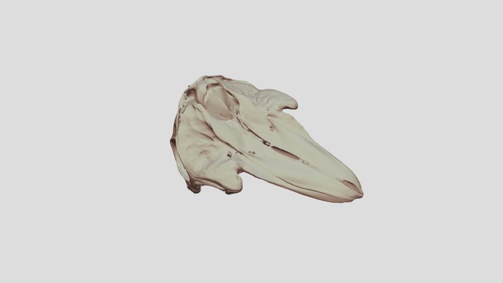 Pilot Whale Skull 3D Model