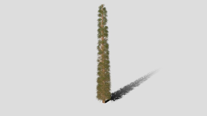 Pine Tree - High Poly 3D Model