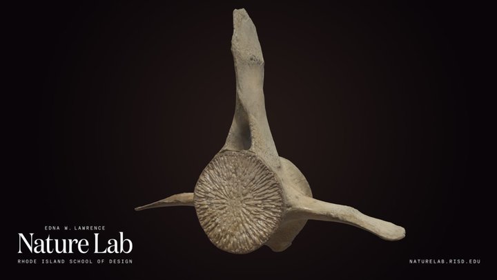 Whale Vertebra – Kostenloses 3D-Modell STL