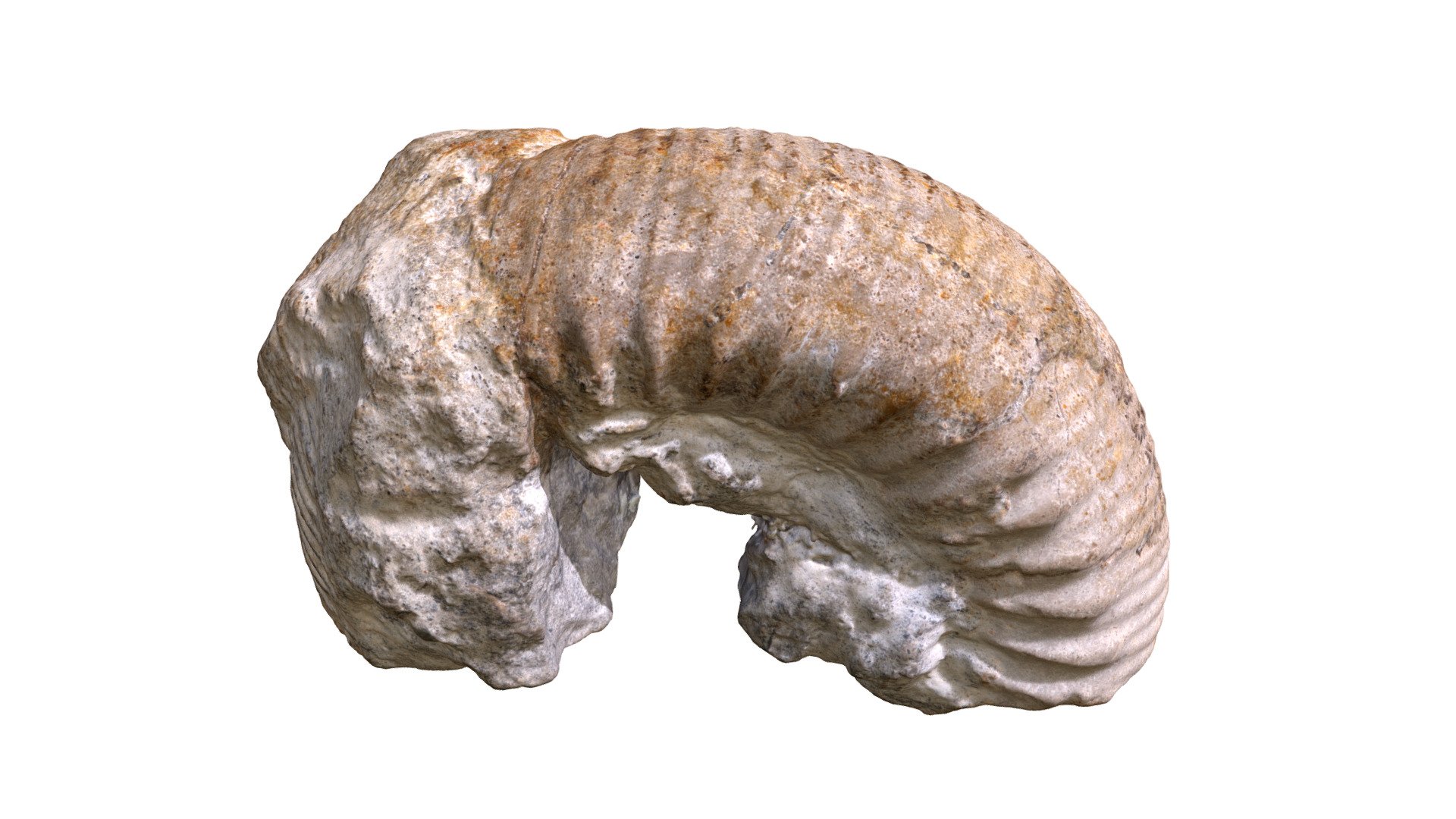 Dactylioceras pseudocrassoides TU551 - Holotype — Sketchfab embed 3D viewer