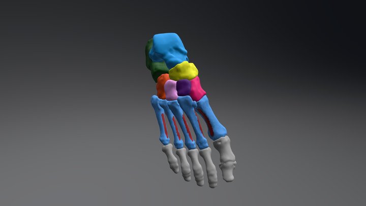 Full Foot 3D Model