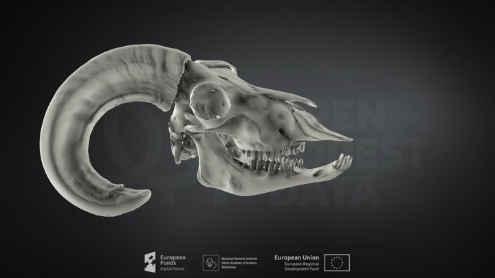 Ovis aries (Domestic sheep) (Owca domowa) – Kostenloses 3D-Modell STL