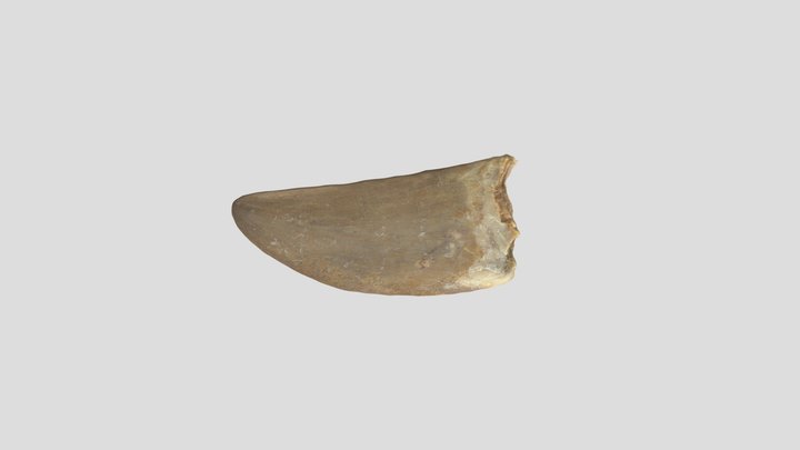 Carcharodontosaurus tooth fossil (L40) 3D Model