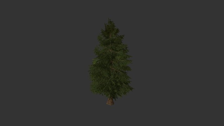 FIR TREE 3D Model