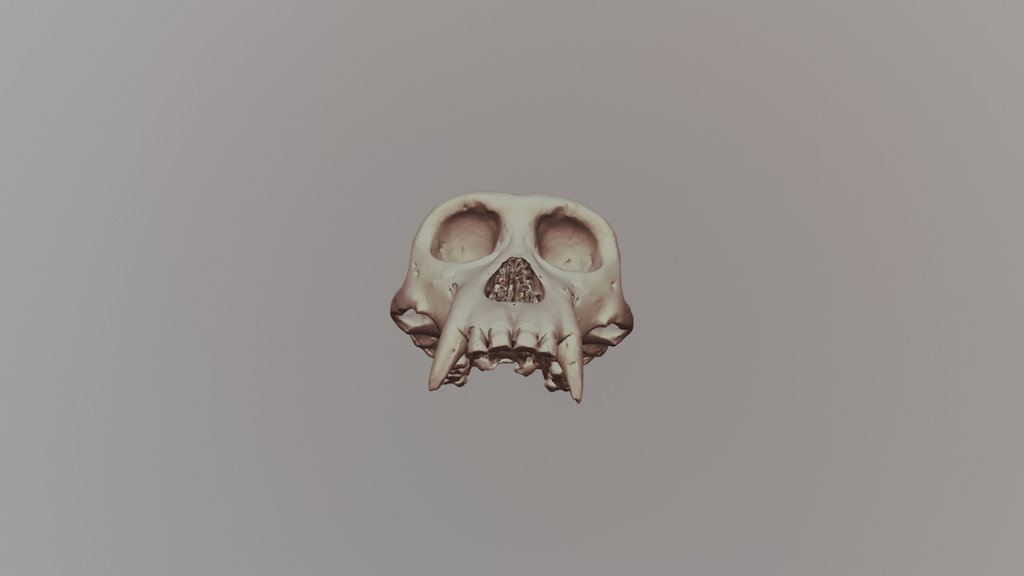 101 Skull Lab - A 3D model collection by anorwood - Sketchfab