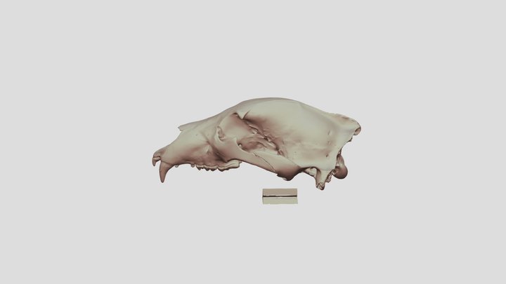 ヒグマ　頭骨 3D Model