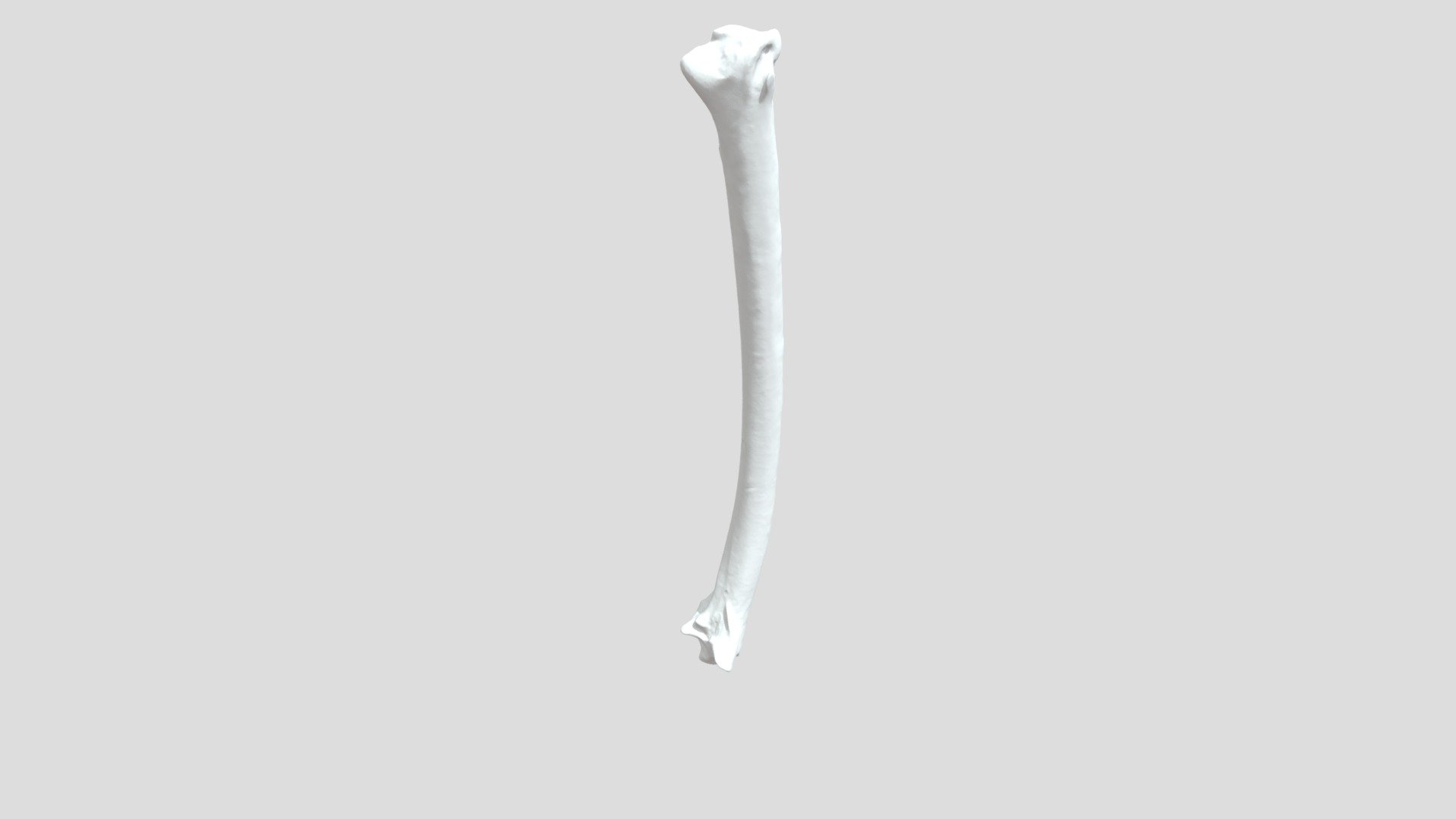 UF 25870 R Ulna