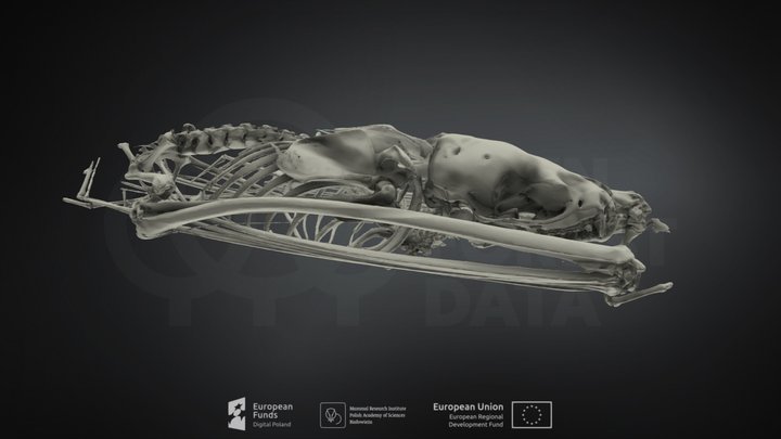 Vespertilio murinus (Parti-coloured Bat) – Kostenloses 3D-Modell STL