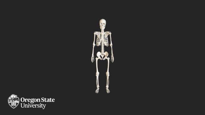 Full Skeleton 3D Model