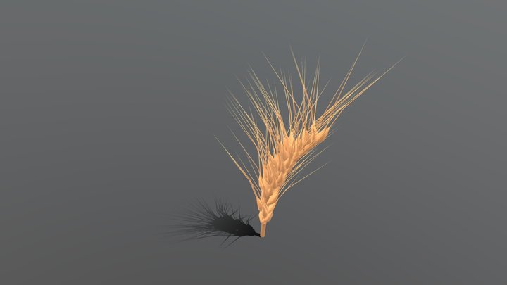 Barley Head 3D Model
