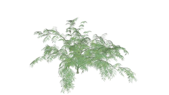 Mimosa Tree #07 3D Model