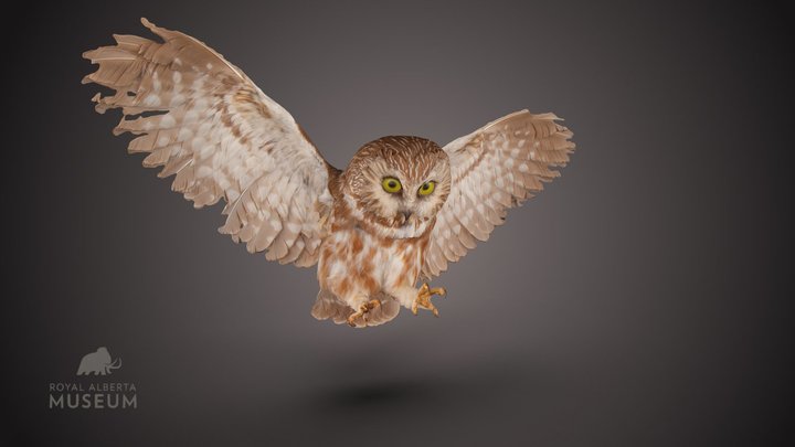 Northern Saw-whet Owl 3D Model