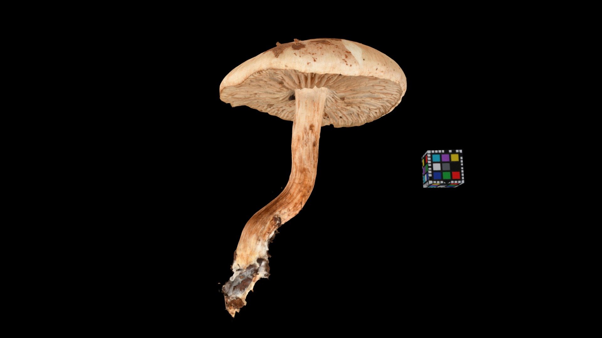 キノコ Mushroom (Unidentified yet)