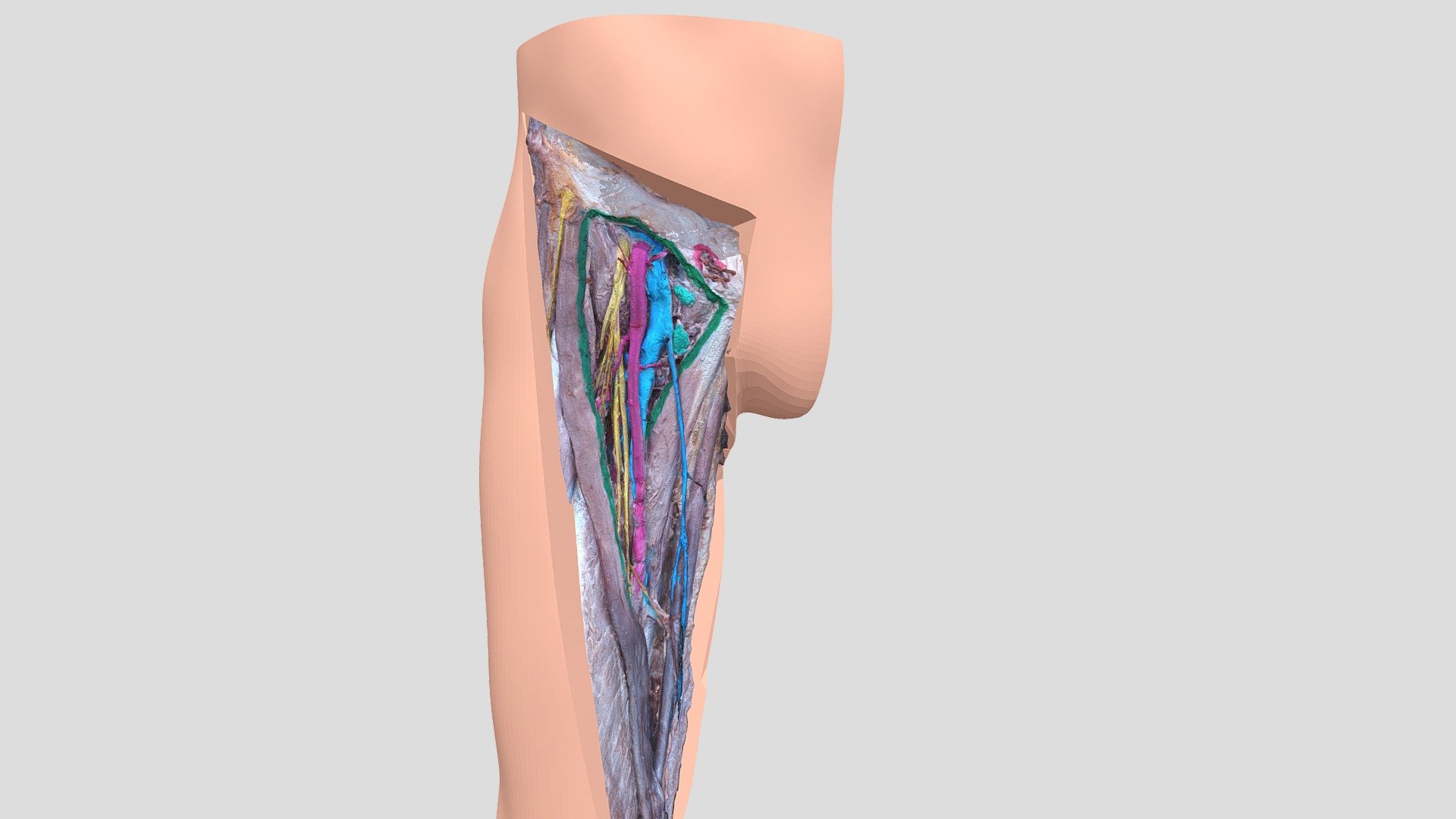 Femoral triangle - 3D model by kucharm [4837a47] - Sketchfab