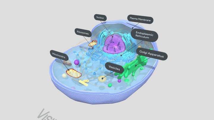 Cellula eucariote animale 3D Model