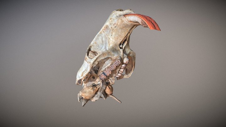Photorealistic Nutria Skull Low Poly 3D Model