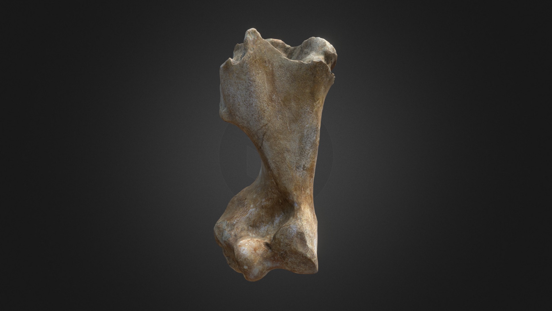 3D model Woolly Rhino Humerus - This is a 3D model of the Woolly Rhino Humerus. The 3D model is about a close-up of a human bone.