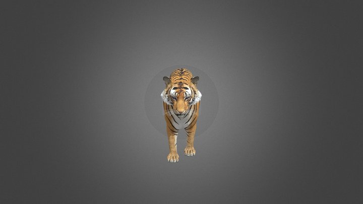 tiger-animation 3D Model