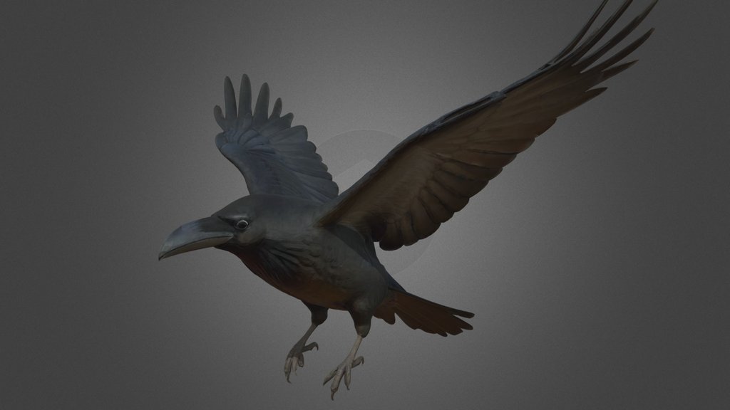 Black Raven in Flying Pose