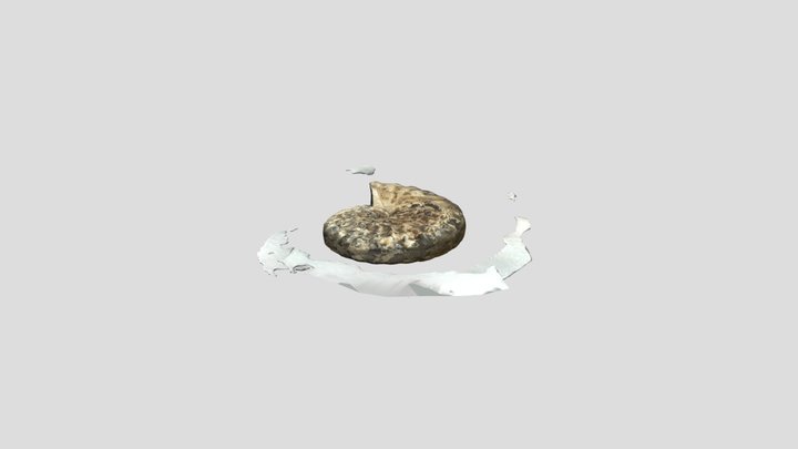 Placeticeras placenta Cephalopod 3D Model