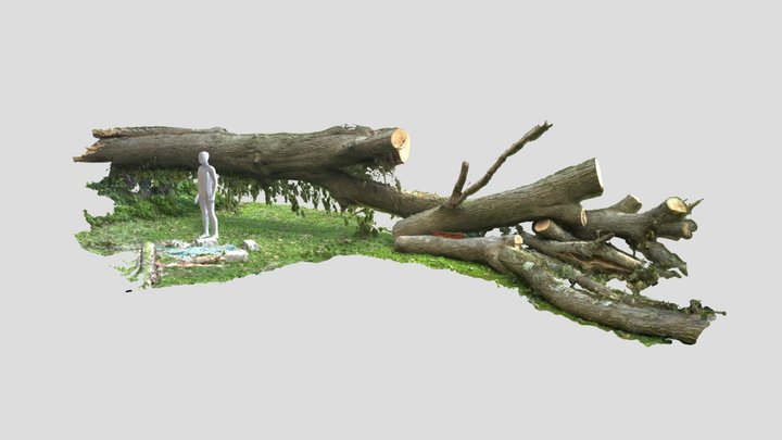 Fallen Oak 3D Model
