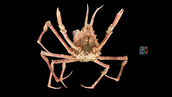 Naxioides 3D models - Sketchfab