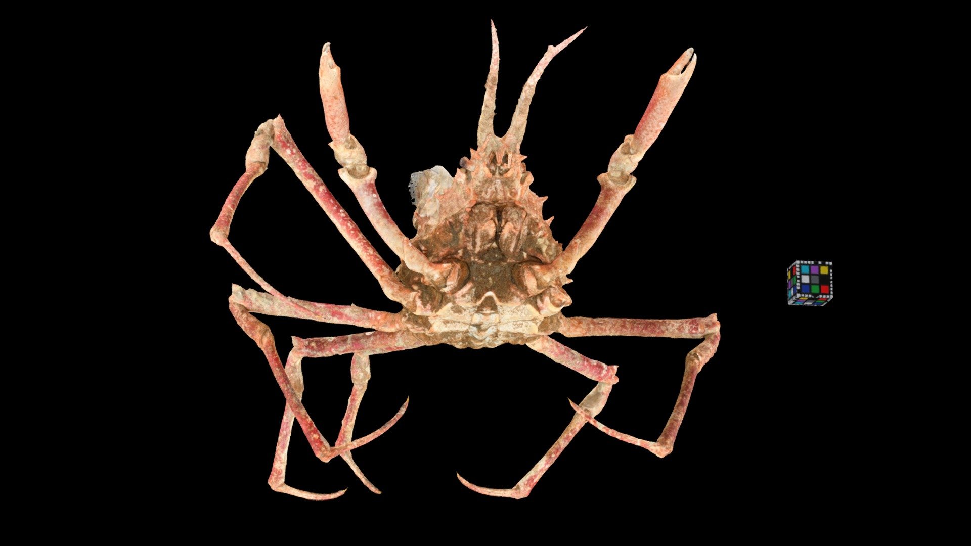 エダツノガニ Spider Crab, Naxioides robillardi