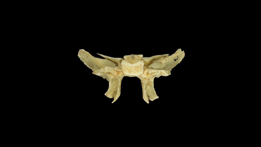 Human Sphenoid Bone 3d Model By Eric Bauer Ebauer4 485808e Sketchfab 0926